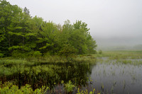 Acadia-NP-Marsh
