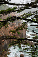 Red-Spruce--Acadia-NP