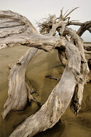 Driftwood Beach 1, Jekyll Island