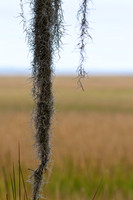 Spanish Moss on the Marsh at Jekyll