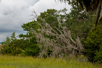 Jekyll-Marsh-1