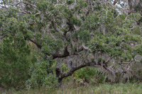 Jekyll Live Oak Forest