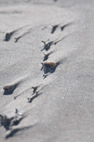 Shells on Tybee in the Wind 1