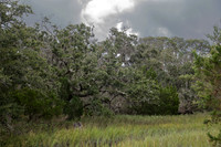 Jekyll Live Oak Forest 2