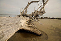 Driftwood Beach 2, Jekyll Island