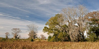 Darien, GA Swamp
