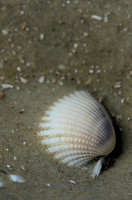 White Cockle-Sea-Island