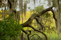 Jekyll-Marsh-2