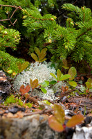 Lichen-Red-Spruce-Acadia-NP-Coast-