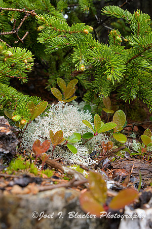 Lichen-Red-Spruce-Acadia-NP-Coast-