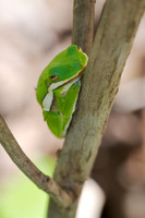 Green-Tree-Frog