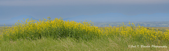 American-Prairie-Reserve