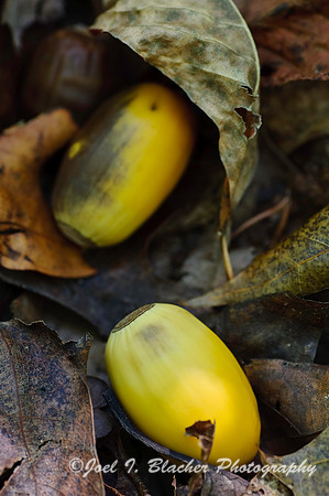 Chestnut Oak Acorns.jpg