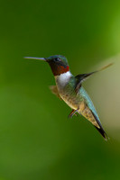 Hummingbirds
