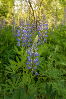 Lupins-Acadia-NP