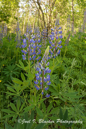 Lupins-Acadia-NP