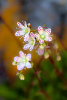 Saxifragia-austromontana-Sun-Pont-GNP
