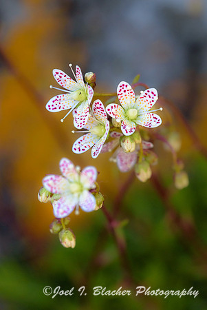 Saxifragia-austromontana-Sun-Pont-GNP
