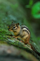 Chipmunk-Island-Ford