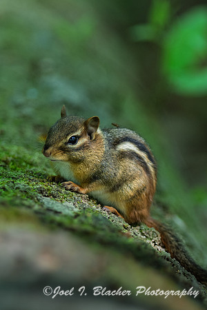 Chipmunk-Island-Ford