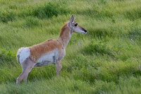 Pronghong-Male-Badlands-NP