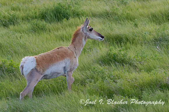 Pronghong-Male-Badlands-NP