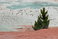 Lodgepole-Pine-Yellowstone-Mineral-Springs