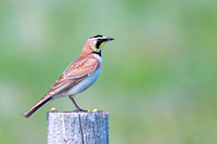 Horned-Lark-Yellowstone-NP