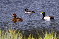 Lesser-Scaup-Ring-neck-Bufflehead-Yellowstone-NP