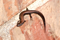 Reptiles & Amphibians