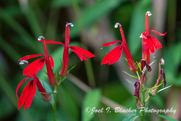 Cardinal Flowers-Bull Sluice Lake