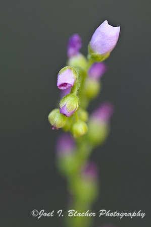 Drosera sp Flower 1