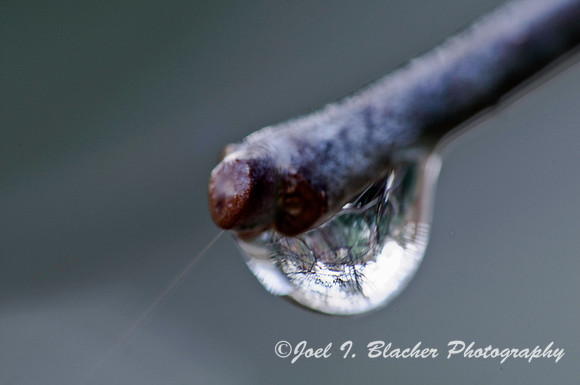 Raindrop on Dogwood.jpg
