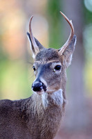 Mammals