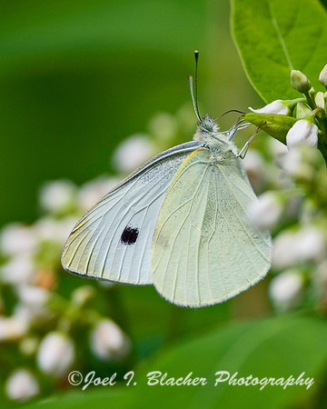 Cabbage White.jpg