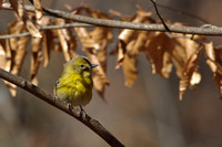 Songbirds
