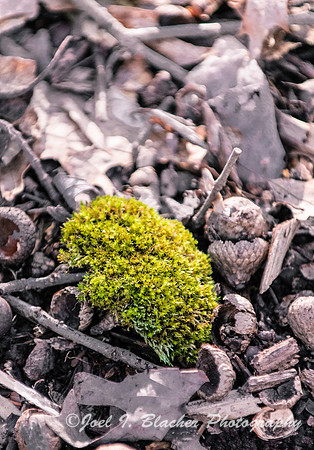 Moss in the Leaves Athens Botanical Gardens