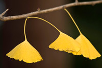 Fall Foliage