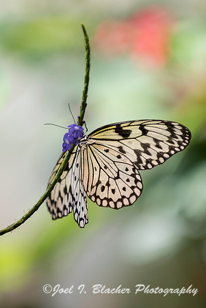 Paper Kite Idea leuconoe