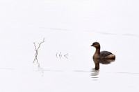 Pie-billed-Grebe-Candler-Murphy-Pk