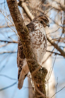Raptors