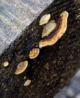 Fungi & Lichen