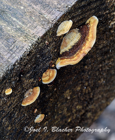 Polypore sp. Big Trees