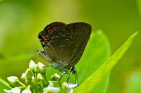 Butterflies and Moths