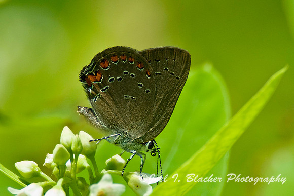 Ilex Hairstreak.jpg
