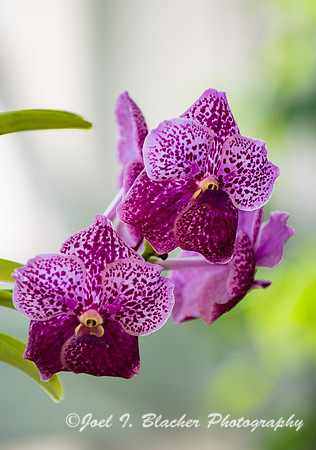 Phalaenopsis Orchid Athens Botanical Gardens