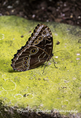 Blue Morpho Morpho peleides