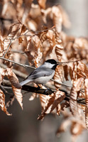 Songbirds