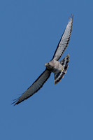 Broadwing-Hawk-Chatthoochee-River