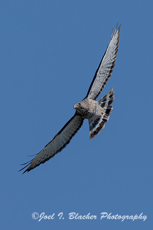 Broadwing-Hawk-Chatthoochee-River